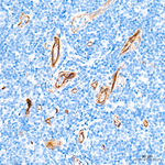 Nestin Antibody in Immunohistochemistry (Paraffin) (IHC (P))