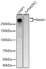 Nestin Antibody in Western Blot (WB)