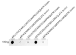 H3R8cit Antibody in Dot Blot (DB)