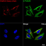 Clathrin Heavy Chain Antibody in Immunocytochemistry (ICC/IF)