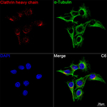 Clathrin Heavy Chain Antibody in Immunocytochemistry (ICC/IF)