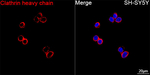 Clathrin Heavy Chain Antibody in Immunocytochemistry (ICC/IF)