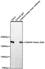 Clathrin Heavy Chain Antibody in Immunoprecipitation (IP)