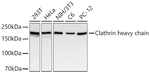 Clathrin Heavy Chain Antibody in Western Blot (WB)
