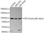 PI3K p85 alpha Recombinant Rabbit Monoclonal Antibody (7Z9H0)