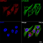 AMPK alpha-1 Antibody in Immunocytochemistry (ICC/IF)