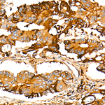 AMPK alpha-1 Antibody in Immunohistochemistry (Paraffin) (IHC (P))