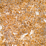 AMPK alpha-1 Antibody in Immunohistochemistry (Paraffin) (IHC (P))