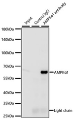 AMPK alpha-1 Antibody in Immunoprecipitation (IP)