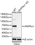 AMPK alpha-1 Antibody in Western Blot (WB)