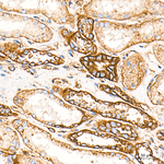 Flotillin 1 Antibody in Immunohistochemistry (Paraffin) (IHC (P))