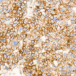 Flotillin 1 Antibody in Immunohistochemistry (Paraffin) (IHC (P))