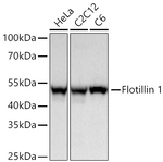 Flotillin 1 Antibody in Western Blot (WB)