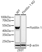 Flotillin 1 Antibody in Western Blot (WB)