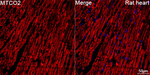 MTCO2 Antibody in Immunohistochemistry (Paraffin) (IHC (P))