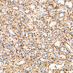 MTCO2 Antibody in Immunohistochemistry (Paraffin) (IHC (P))