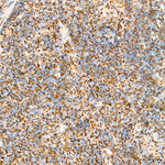 MTCO2 Antibody in Immunohistochemistry (Paraffin) (IHC (P))
