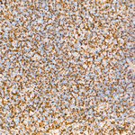 MTCO2 Antibody in Immunohistochemistry (Paraffin) (IHC (P))