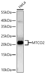 MTCO2 Antibody in Western Blot (WB)