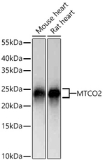 MTCO2 Antibody in Western Blot (WB)