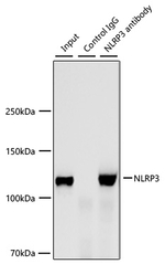 NLRP3 Antibody in Immunoprecipitation (IP)