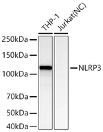 NLRP3 Recombinant Rabbit Monoclonal Antibody (5J2Q4)