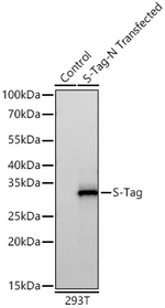 S-peptide Epitope Tag Antibody in Western Blot (WB)