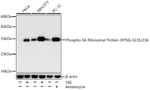 Phospho-S6 (Ser235, Ser236) Antibody in Western Blot (WB)