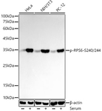 Phospho-S6 Ribosomal (Ser240, Ser244) Antibody in Western Blot (WB)