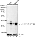Phospho-p38 MAPK (Thr180, Tyr182) Recombinant Rabbit Monoclonal Antibody (10K2Z4)