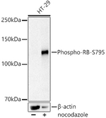 Phospho-Rb (Ser795) Antibody in Western Blot (WB)