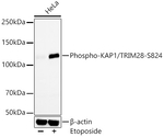 Phospho-TRIM28 (Ser824) Antibody in Western Blot (WB)