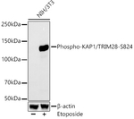 Phospho-TRIM28 (Ser824) Antibody in Western Blot (WB)