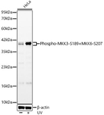 Phospho-MEK3/MEK6 (Ser189, Ser207) Antibody in Western Blot (WB)