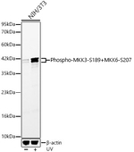 Phospho-MEK3/MEK6 (Ser189, Ser207) Antibody in Western Blot (WB)