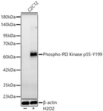 Phospho-PI3K p55 gamma (Tyr199) Antibody in Western Blot (WB)