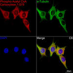 Phospho-Acetyl-CoA Carboxylase (Ser79) Antibody in Immunocytochemistry (ICC/IF)