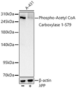Phospho-Acetyl-CoA Carboxylase (Ser79) Antibody in Western Blot (WB)