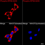 Phospho-S6 (Ser235) Recombinant Rabbit Monoclonal Antibody (5N3I2)