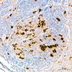 Phospho-S6 (Ser235) Antibody in Immunohistochemistry (Paraffin) (IHC (P))