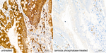 Phospho-S6 (Ser235) Antibody in Immunohistochemistry (Paraffin) (IHC (P))
