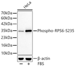 Phospho-S6 (Ser235) Antibody in Western Blot (WB)