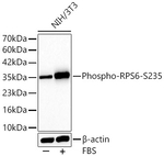 Phospho-S6 (Ser235) Antibody in Western Blot (WB)