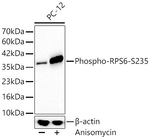 Phospho-S6 (Ser235) Antibody in Western Blot (WB)