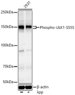 Phospho-ULK1 (Ser555) Antibody in Western Blot (WB)