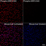 Phospho-Nrf2 (Ser40) Antibody in Immunohistochemistry (Paraffin) (IHC (P))