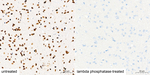 Phospho-Nrf2 (Ser40) Antibody in Immunohistochemistry (Paraffin) (IHC (P))