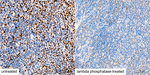 Phospho-Nrf2 (Ser40) Antibody in Immunohistochemistry (Paraffin) (IHC (P))