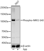 Phospho-Nrf2 (Ser40) Antibody in Western Blot (WB)