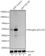 Phospho-p53 (Ser15) Antibody in Western Blot (WB)